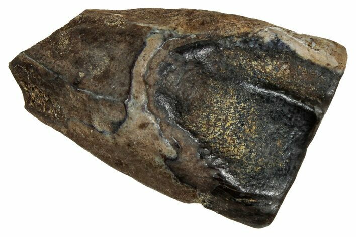 Fossil Triceratops Shed Tooth - Montana #350690